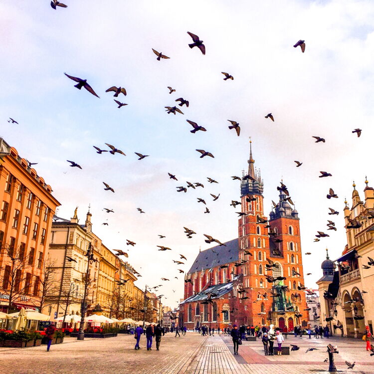 Tauben in Krakau Stimmungsbild