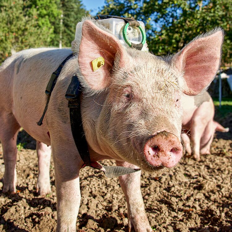 Kamerasau Google Ads Pflege